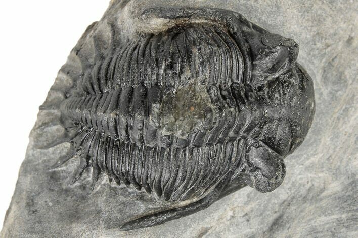 Bargain, Kayserops Megaspina Trilobite - Bou Lachrhal, Morocco #189749